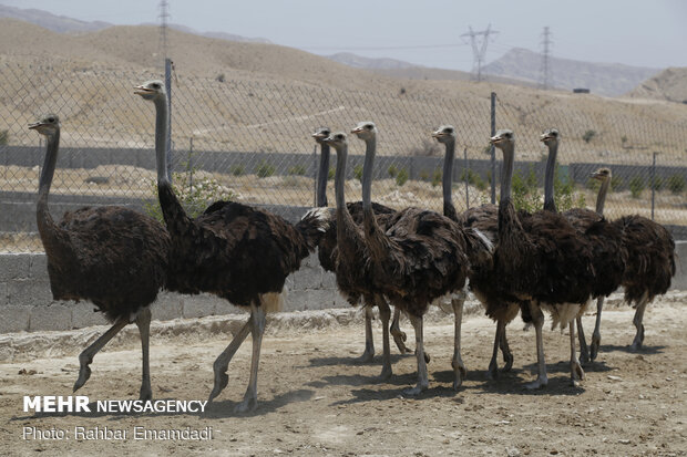 Ostrich farming in S Iran
