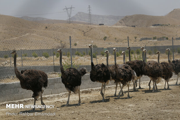 Ostrich farming in S Iran
