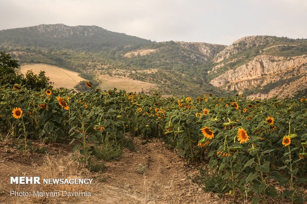 Sunflower farm in NE Iran