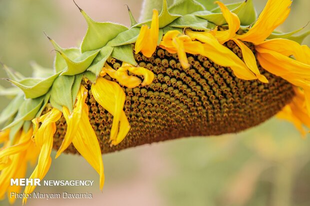 Sunflower farm in NE Iran
