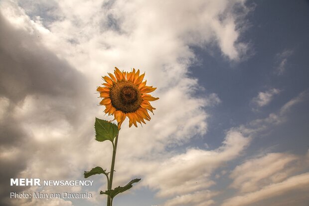 Sunflower farm in NE Iran