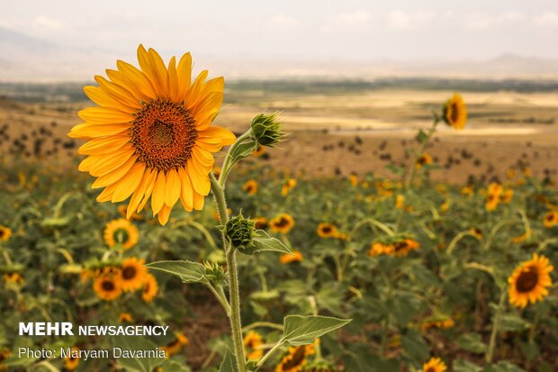 Sunflower farm in NE Iran