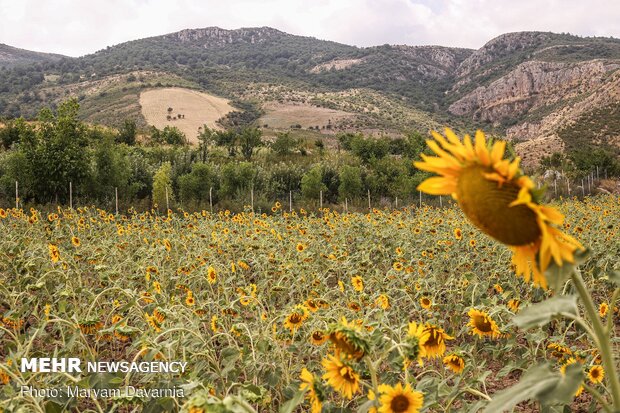 Sunflower farm in NE Iran