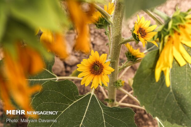 Sunflower farm in NE Iran