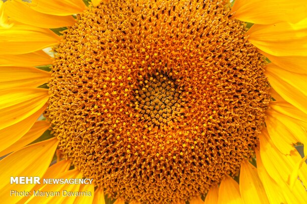 Sunflower farm in NE Iran