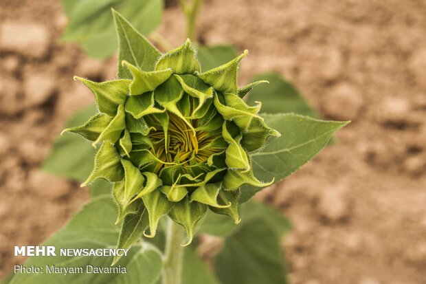 Sunflower farm in NE Iran