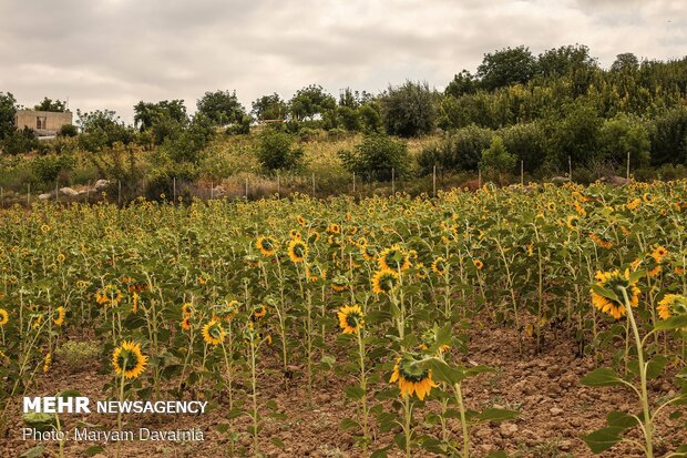 Sunflower farm in NE Iran