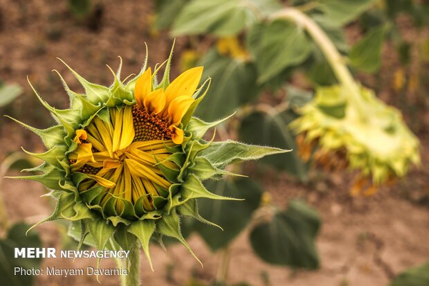 Sunflower farm in NE Iran