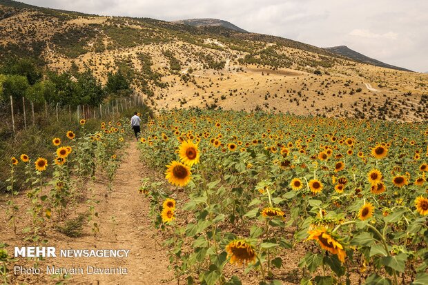 Sunflower farm in NE Iran