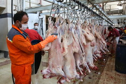 ۲۵۰۰ تن گوشت قرمز در استان بوشهر کشتار و روانه بازار شد
