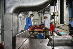 توزیع گوشت تنظیم بازاری برای ماه رمضان شروع شد