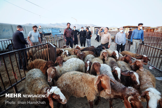 بازار فروش دام در همدان