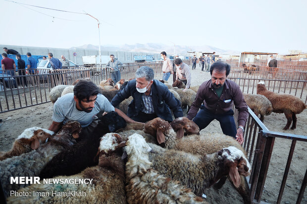 بازار فروش دام در همدان