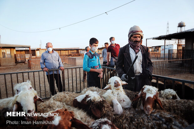 بازار فروش دام در همدان