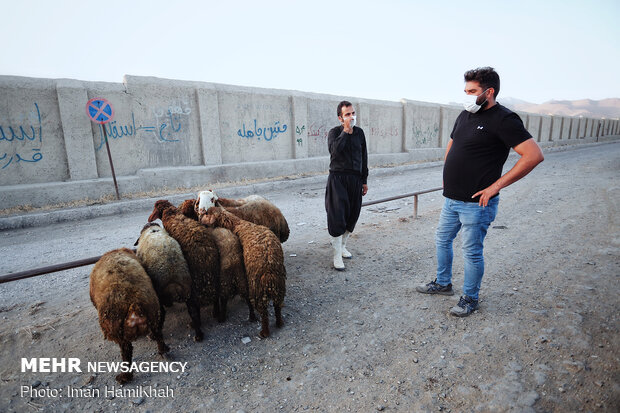 بازار فروش دام در همدان