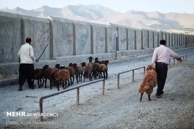 بازار فروش دام در همدان