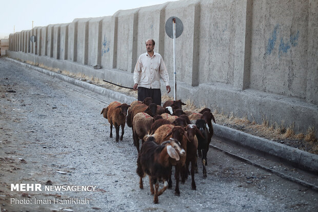 بازار فروش دام در همدان