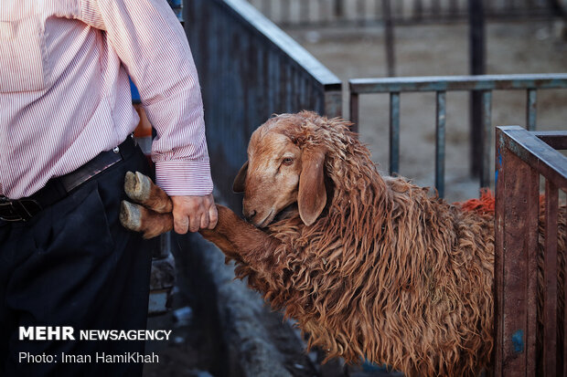 بازار فروش دام در همدان