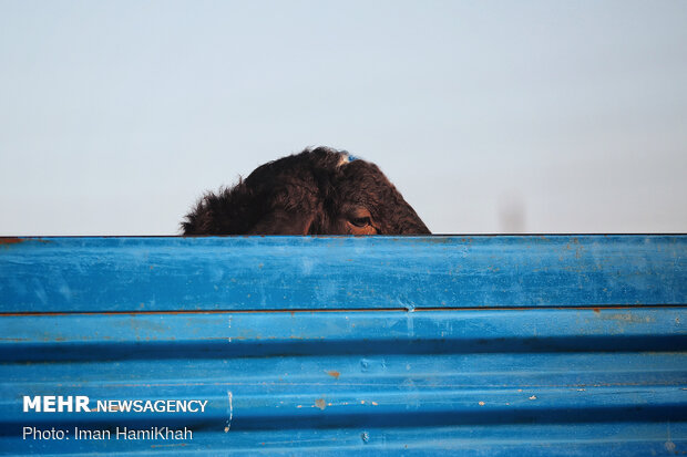 بازار فروش دام در همدان