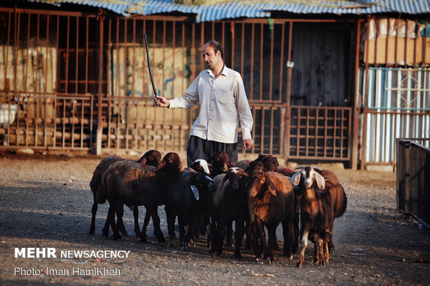بازار فروش دام در همدان