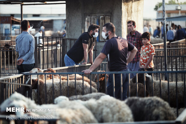 بازار فروش دام در همدان