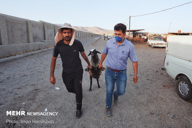 بازار فروش دام در همدان