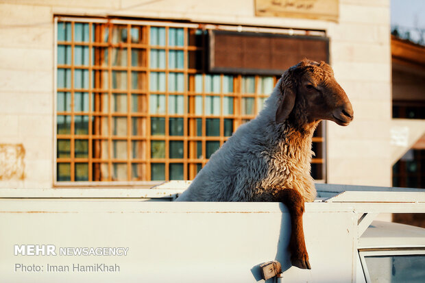 بازار فروش دام در همدان