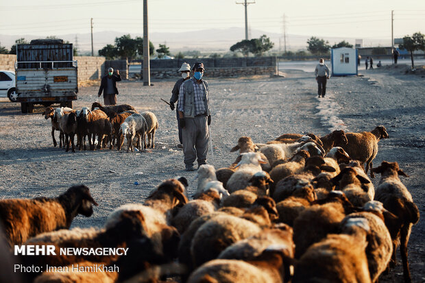 بازار فروش دام در همدان