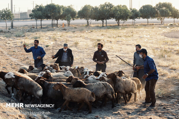 بازار فروش دام در همدان