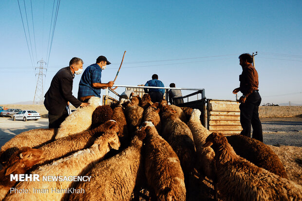بازار فروش دام در همدان