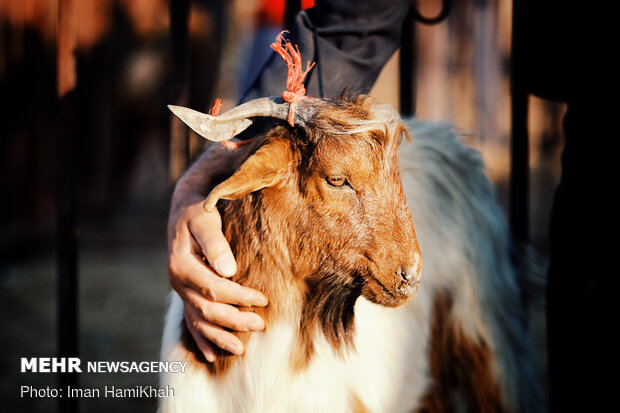 بازار فروش دام در همدان