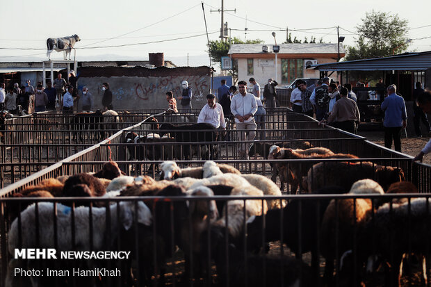بازار فروش دام در همدان