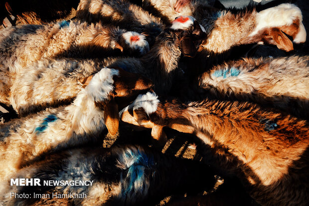 بازار فروش دام در همدان