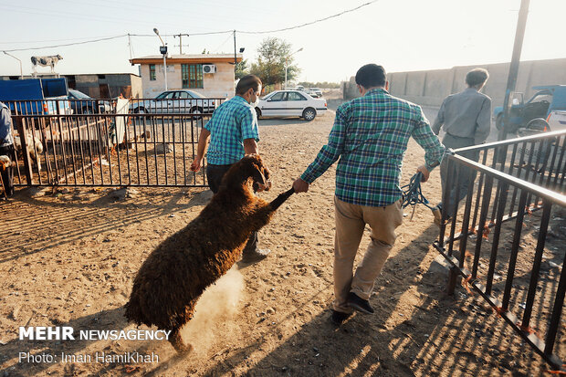 بازار فروش دام در همدان