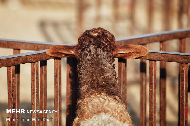 بازار فروش دام در همدان
