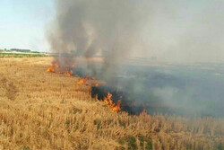 کشاورزان فارس خطر آتش سوزی مزارع را جدی بگیرند