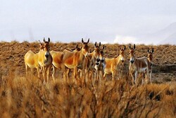افزایش گورخر ایرانی در پارک ملی قطرویه