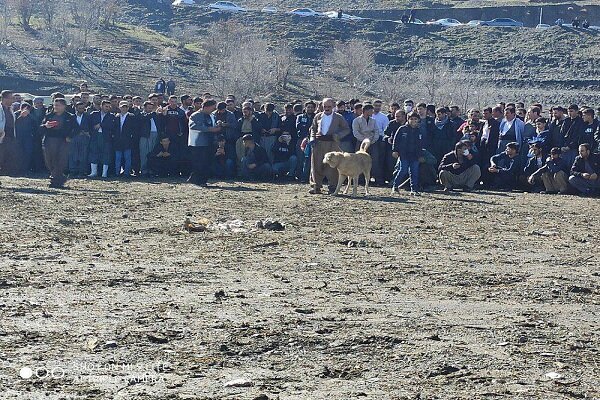 حیوان آزاران در سردشت به شلاق محکوم شدند