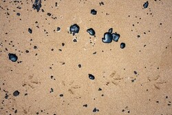 لکه‌های نفتی ساحل شهر عسلویه را آلوده کرد