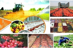 صادرات کشاورزی در شرایط کرونا هم رکورد زد / رشد ۱۴۳ درصدی صادرات پسته