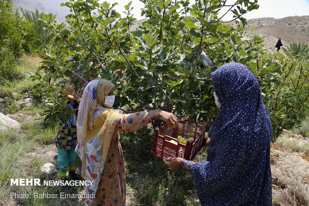 Fruits harvest in South of Iran
