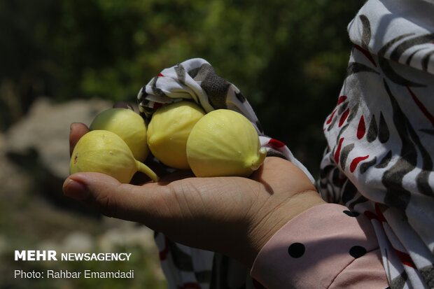 Fruits harvest in South of Iran
