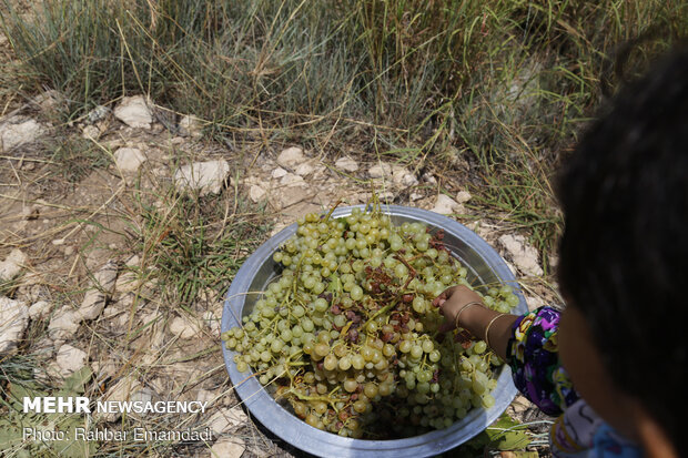 Fruits harvest in South of Iran
