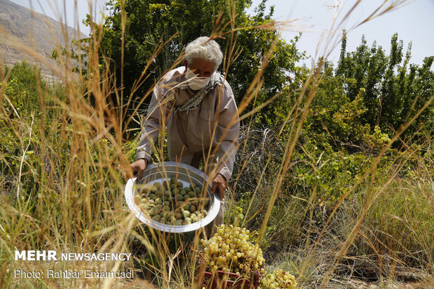 برداشت محصول از باغات روستای هماگ