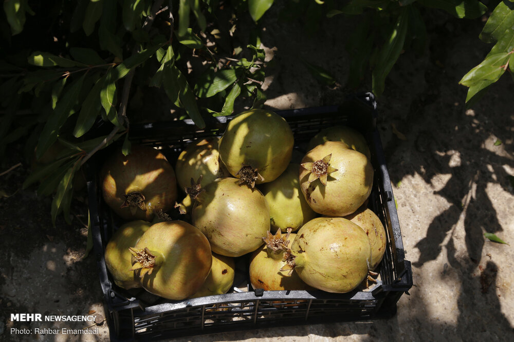 ہماگ گاؤں کے باغات سے پھلوں کی محصولات جمع کرنے کی فصل کا آغاز