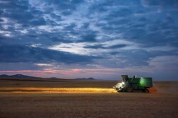 نافذة على جهود المزارعين في موسم حصاد القمح / صور