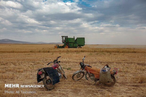 با موتور از روستا برای رانندگان کمباین و خود آب و غذا می‌آورند