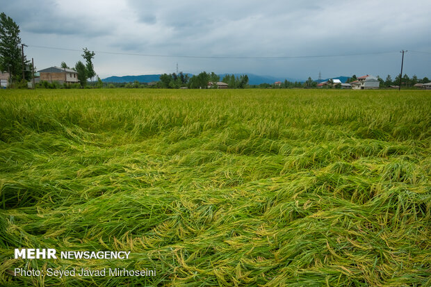 خسارات سیل به شالیزار های رشت و رودسر