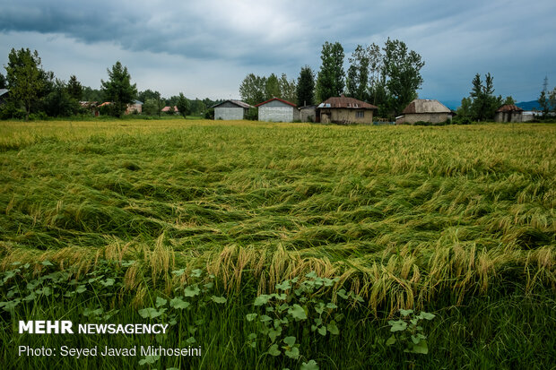 خسارات سیل به شالیزار های رشت و رودسر