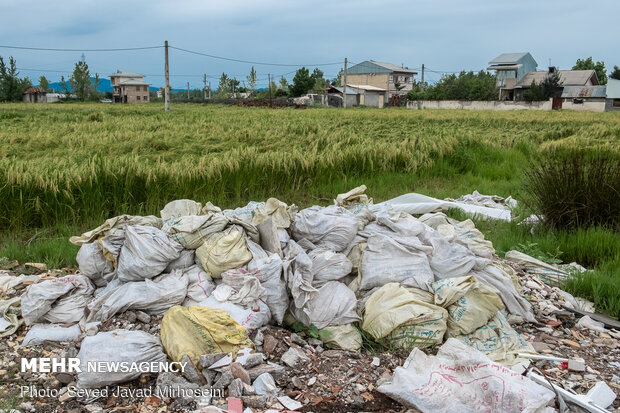 خسارات سیل به شالیزار های رشت و رودسر